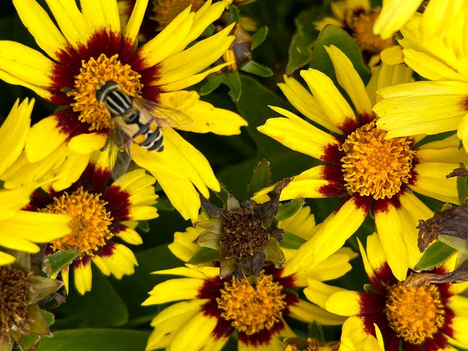 Bloemen-met-insect
